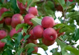 oztil苹果版(zalo2019苹果版)-第2张图片-QuickQ官网 oztil苹果版(zalo2019苹果版)-第2张图片-QuickQ官网