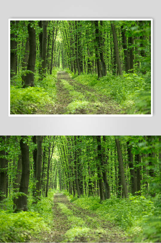 树林绿色壁纸手机版(树林壁纸图片大全唯美)