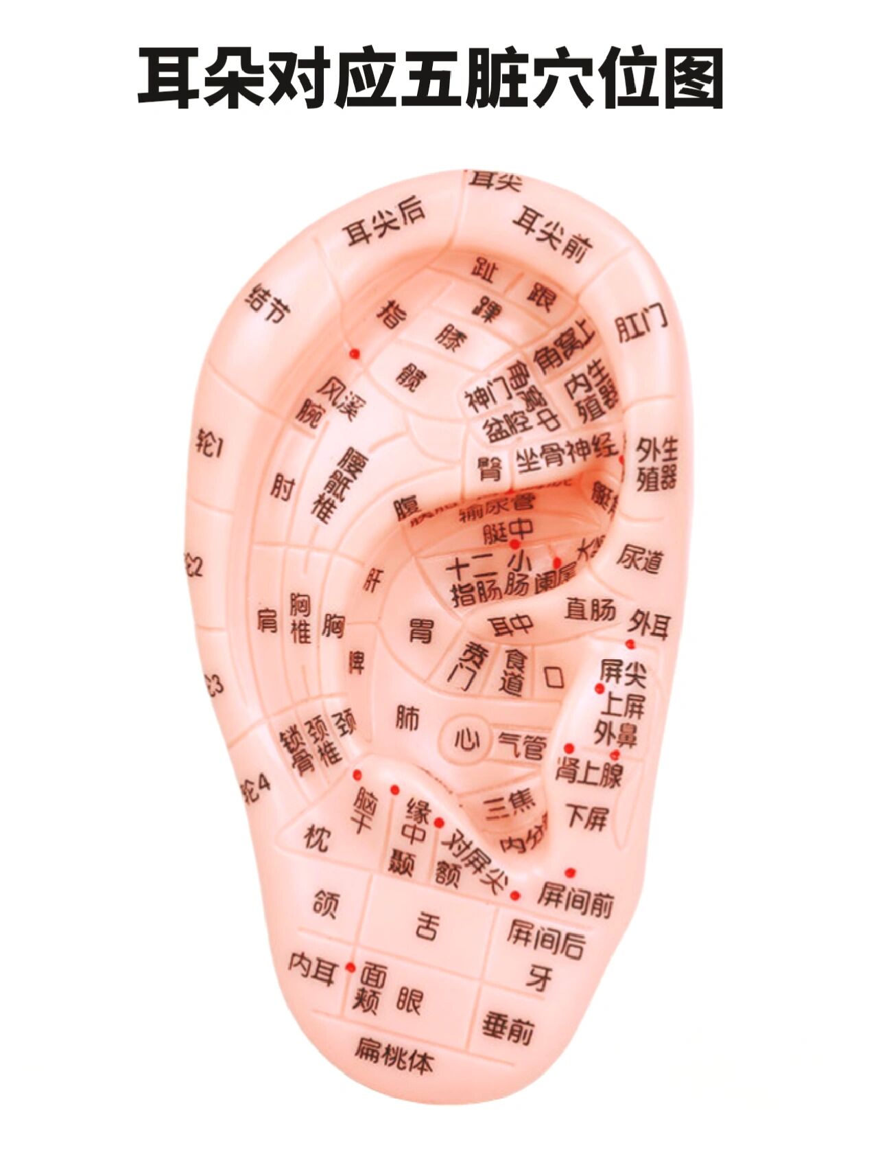 耳部经络全图手机版(耳的经络图解 分布图)-第5张图片-QuickQ官网